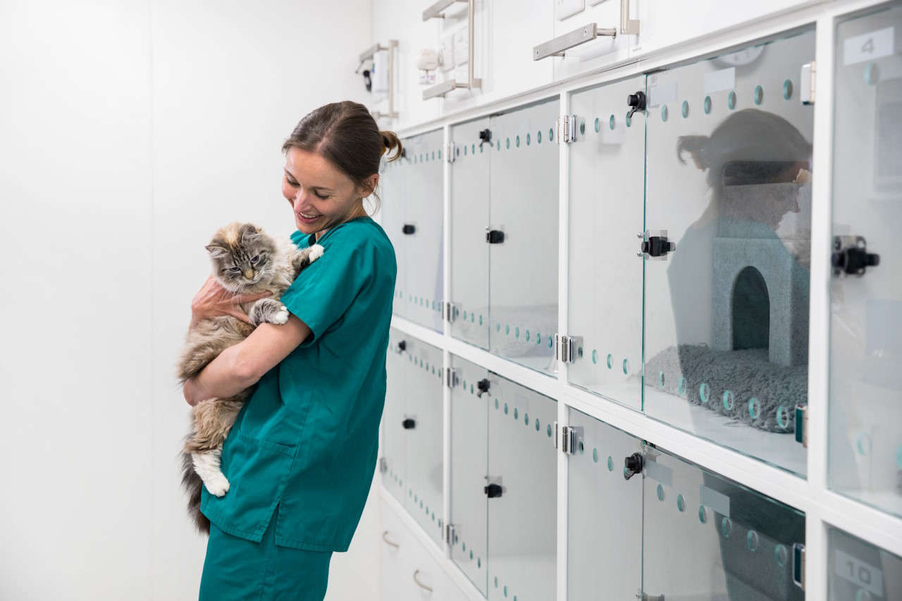 What is a Registered Veterinary Nurse (RVN)