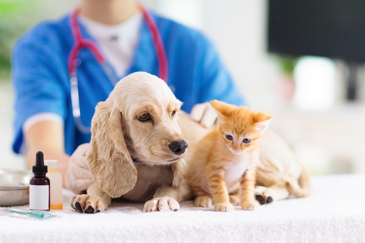 How to choose a Vet practice