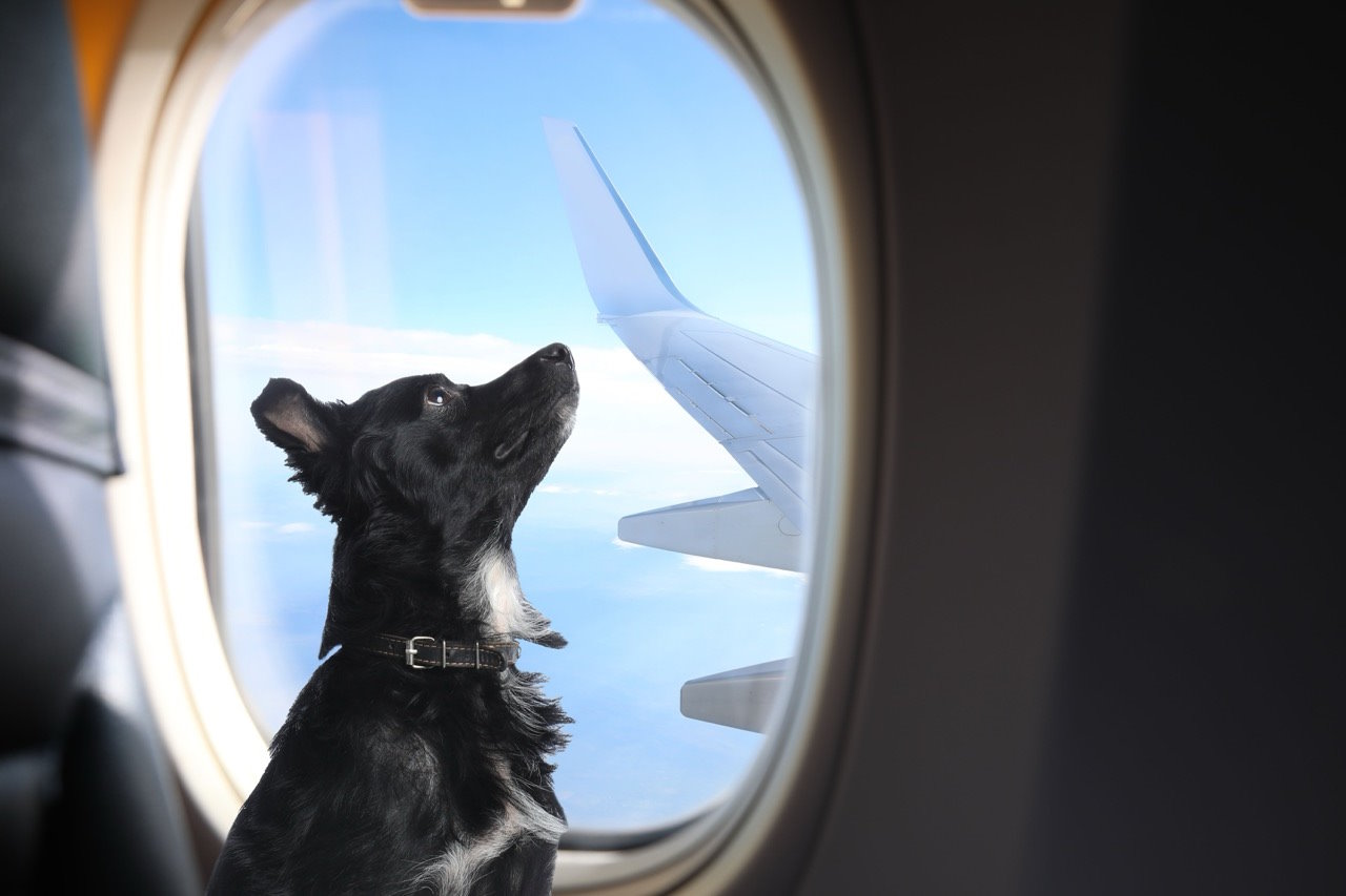 Changes to How Pets Travel